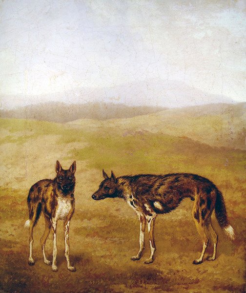 To afrikanske jagthunde (olie på lærred) af Jacques Laurent Agasse