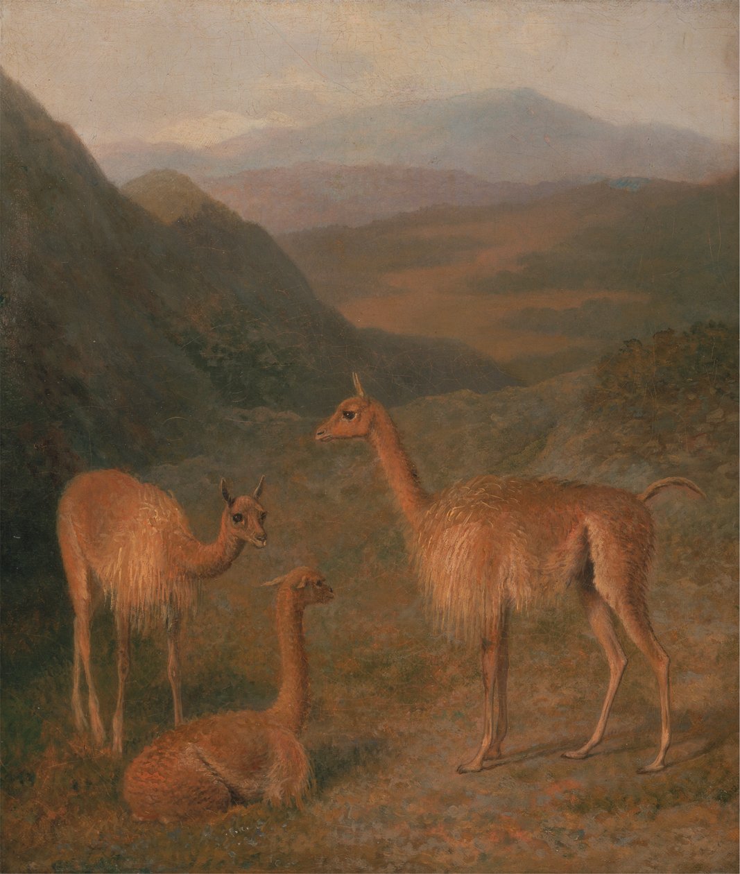 Vicunas af Jacques Laurent Agasse
