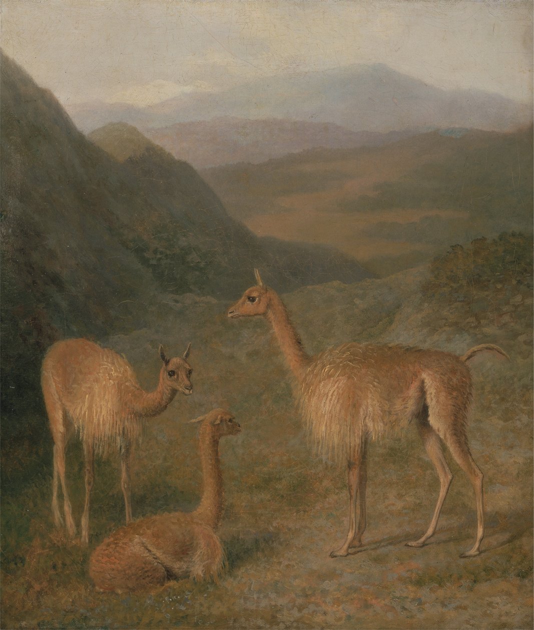 Vicunas af Jacques Laurent Agasse
