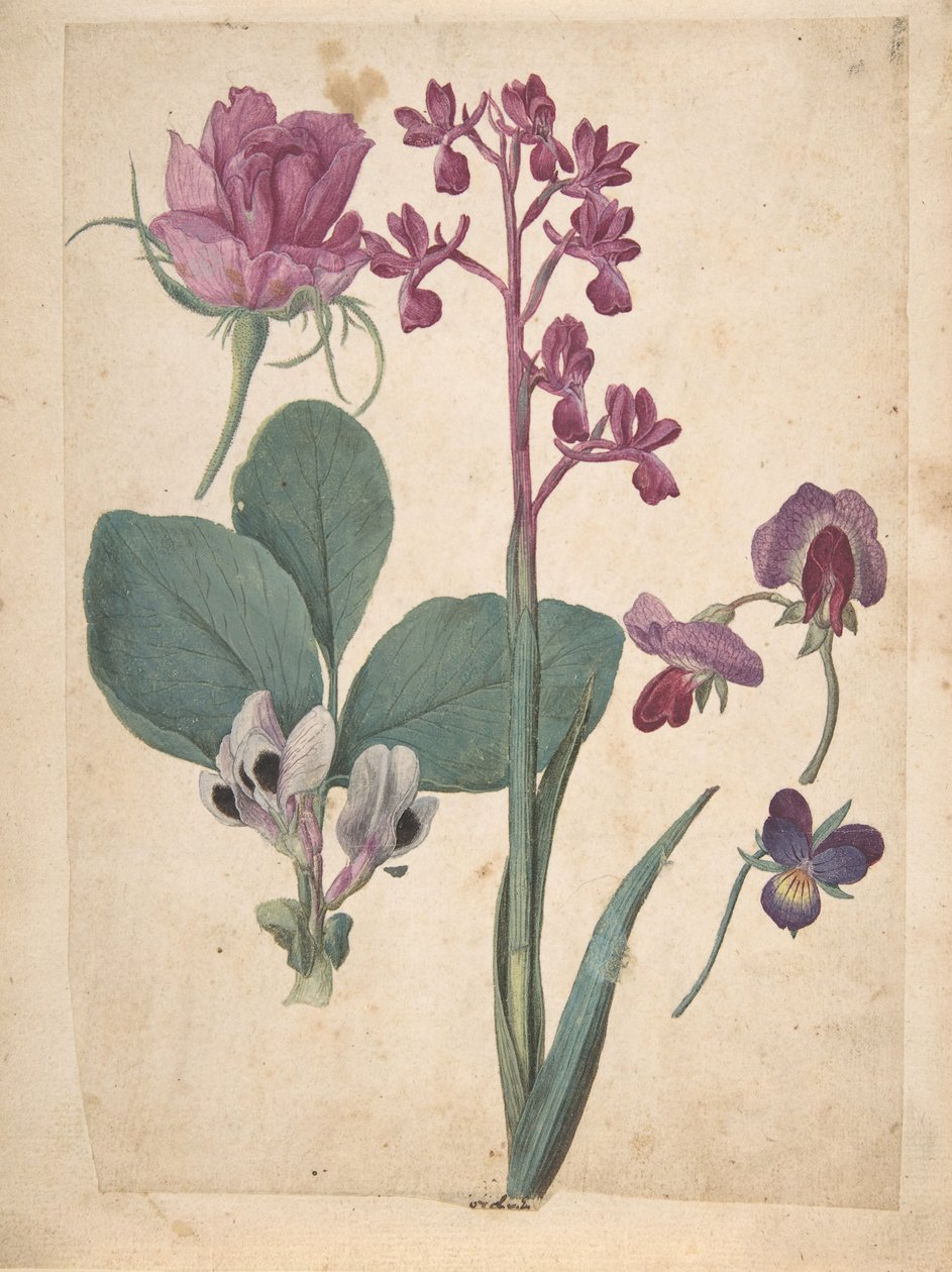 Et ark med studier af blomster: En rose, en hjertesyg, en sød ært, en haveært..., 1500-tallet. af Jacques Le Moyne
