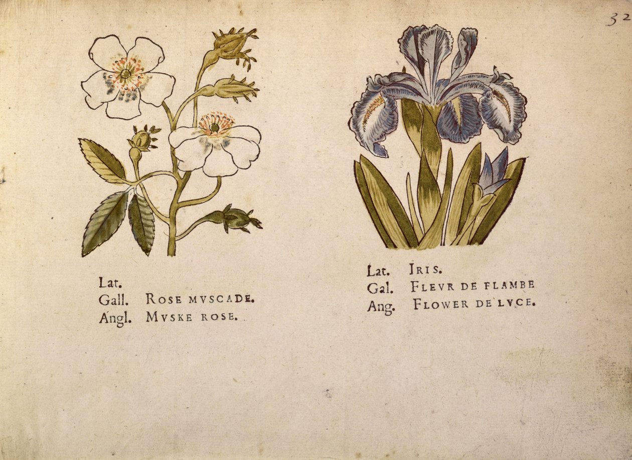 Rose og Iris, fra La Clef des Champs af Jacques Le Moyne