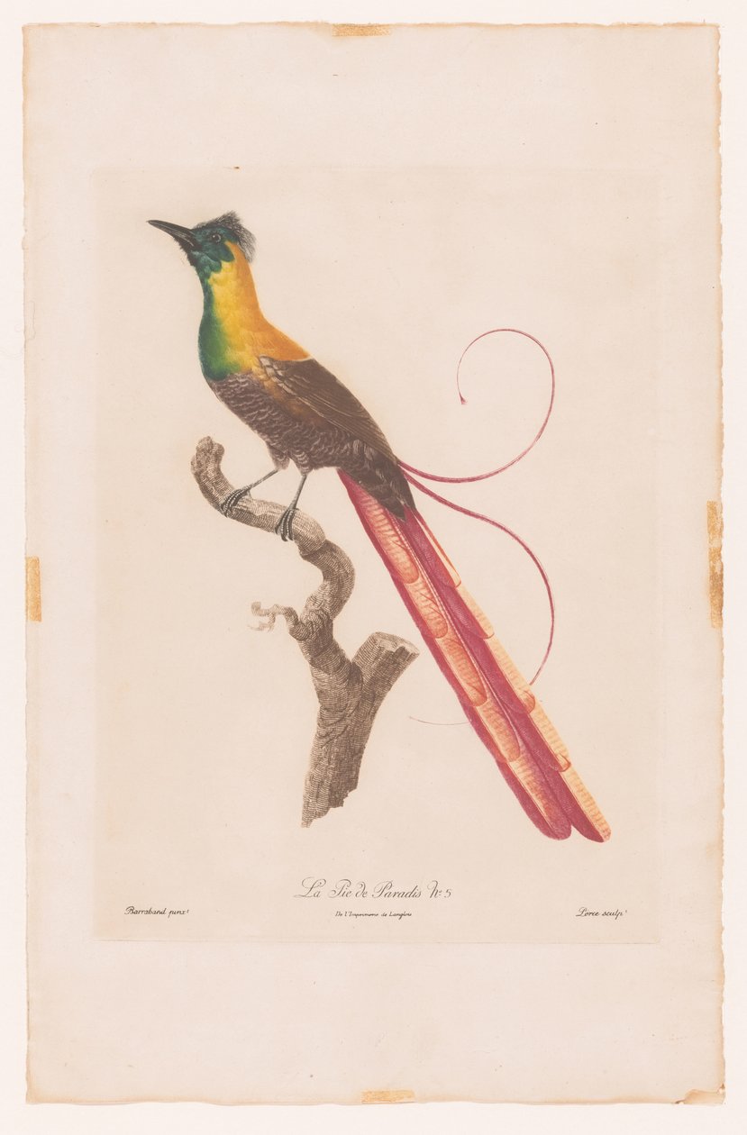 Paradisfugl på en gren La Pie de Paradis nr. 5 (titel på objekt) af Jacques Louis Perée