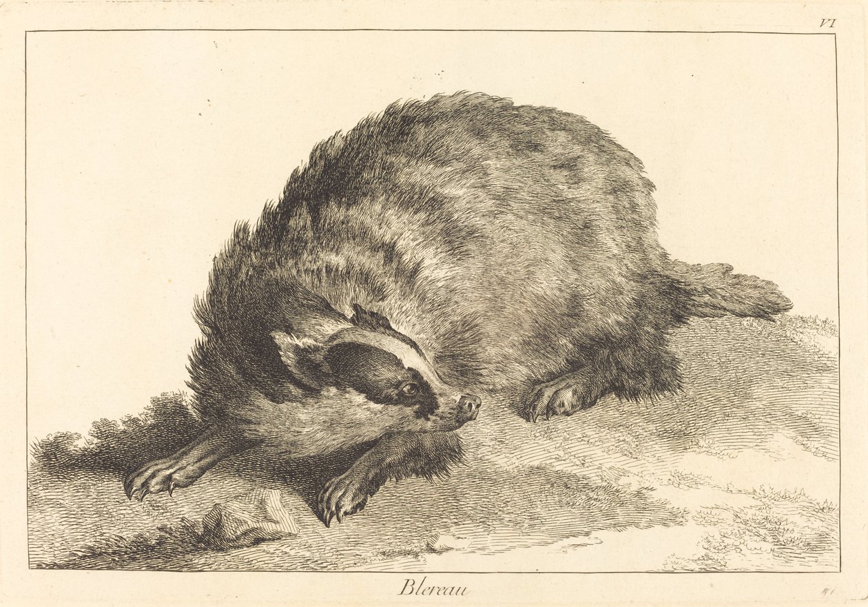 Blereau (grævling) af Jacques Philippe Le Bas and Jean Eric Rehn after Jean Baptiste Oudry