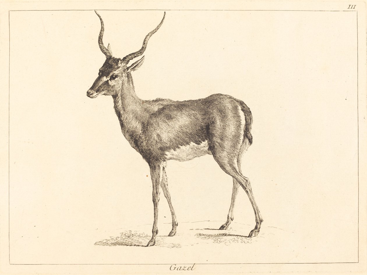 Gazelle (gazelle) af Jacques Philippe Le Bas and Jean Eric Rehn after Jean Baptiste Oudry