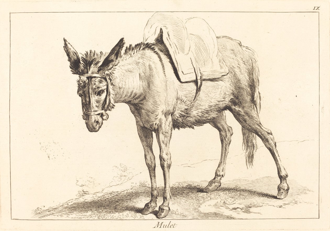 Mulet (muldyr eller sadlet æsel) af Jacques Philippe Le Bas and Jean Eric Rehn after Jean Baptiste Oudry