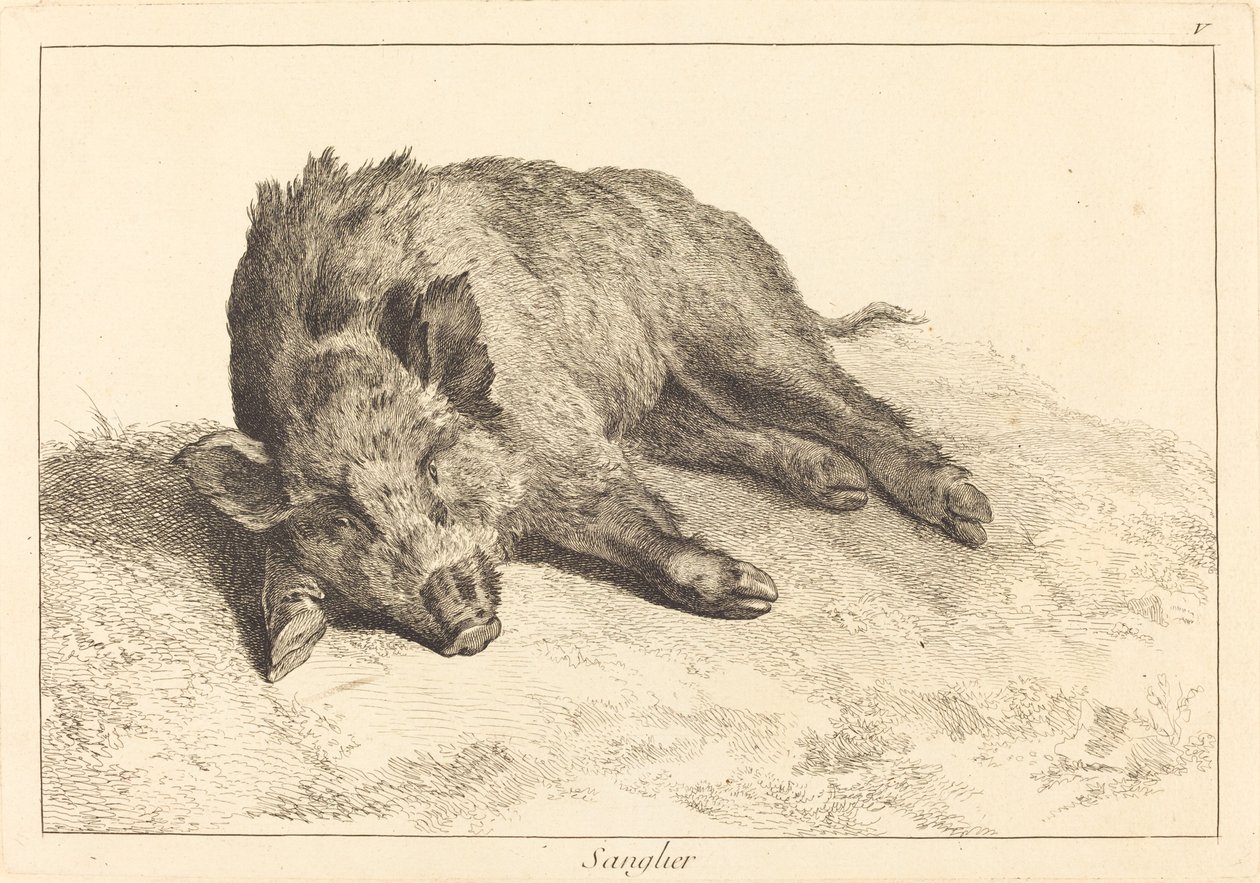 Sanglier (vildsvin liggende, hoved til venstre) af Jacques Philippe Le Bas and Jean Eric Rehn after Jean Baptiste Oudry