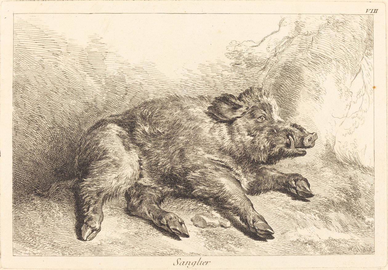 Sanglier (vildsvin liggende, hoved til højre) af Jacques Philippe Le Bas and Jean Eric Rehn after Jean Baptiste Oudry