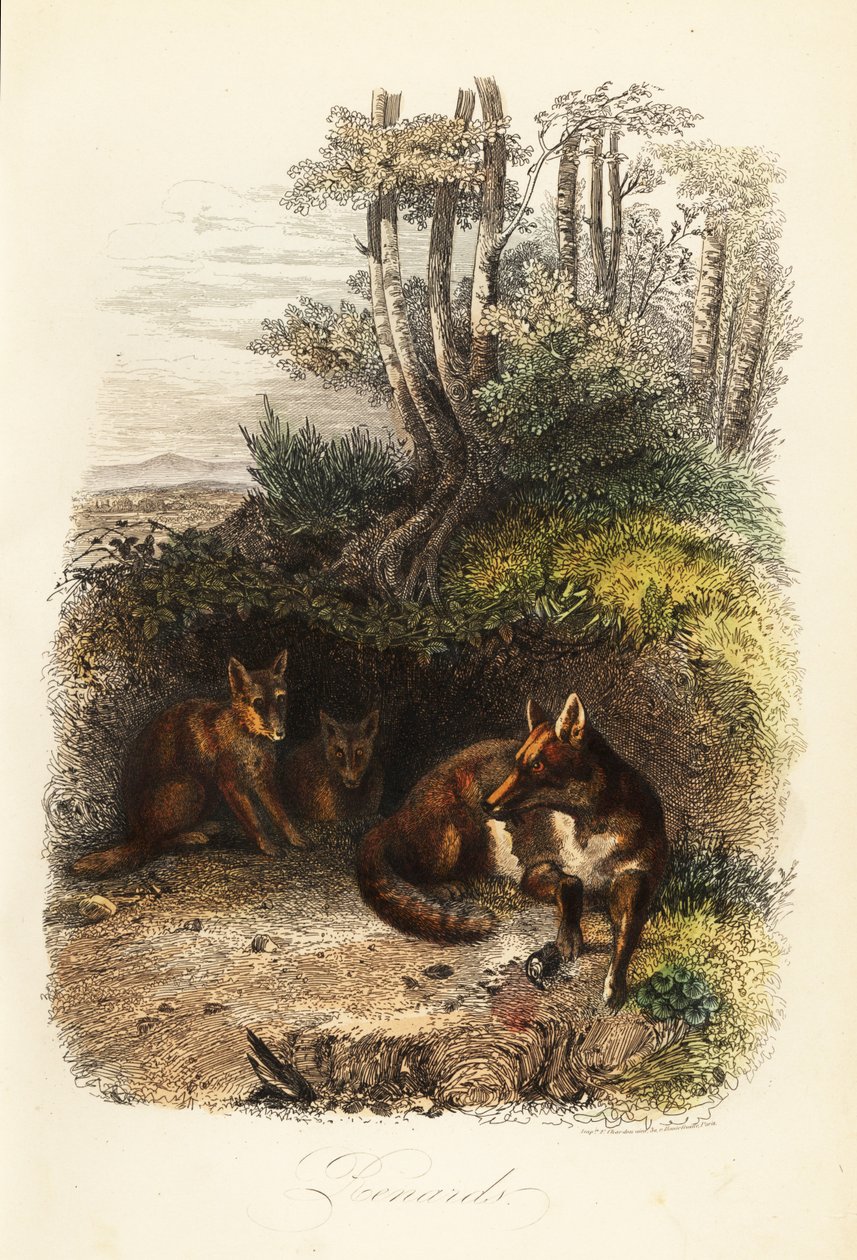 Familie af rødræve, Vulpes vulpes, uden for en hule af Jacques Raymond (after) Brascassat