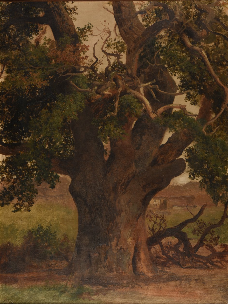 Le Vieux chêne (studie) af Jacques Raymond Brascassat