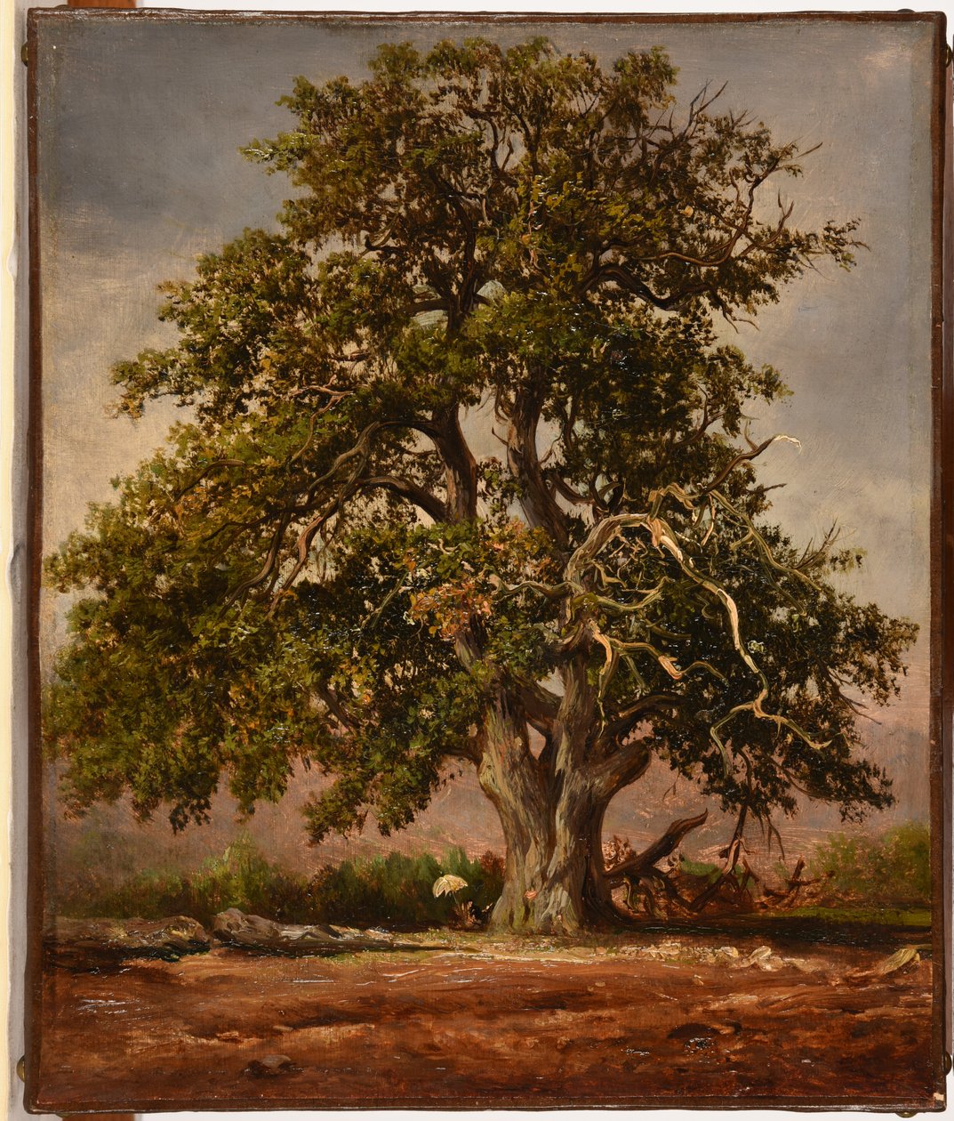 Le Vieux chêne af Jacques Raymond Brascassat