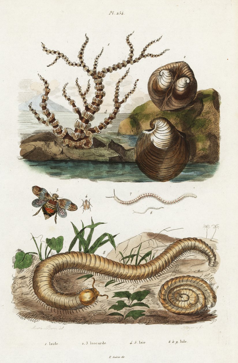 Bambuskoral, oksehjertemusling og plantehoppere. af Jacques Reyne Isidore Acarie Baron
