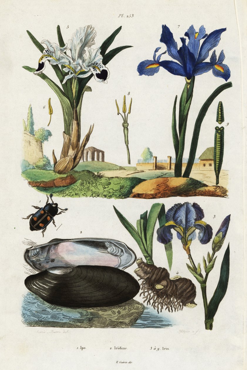 Iris, musling og bille. af Jacques Reyne Isidore Acarie Baron