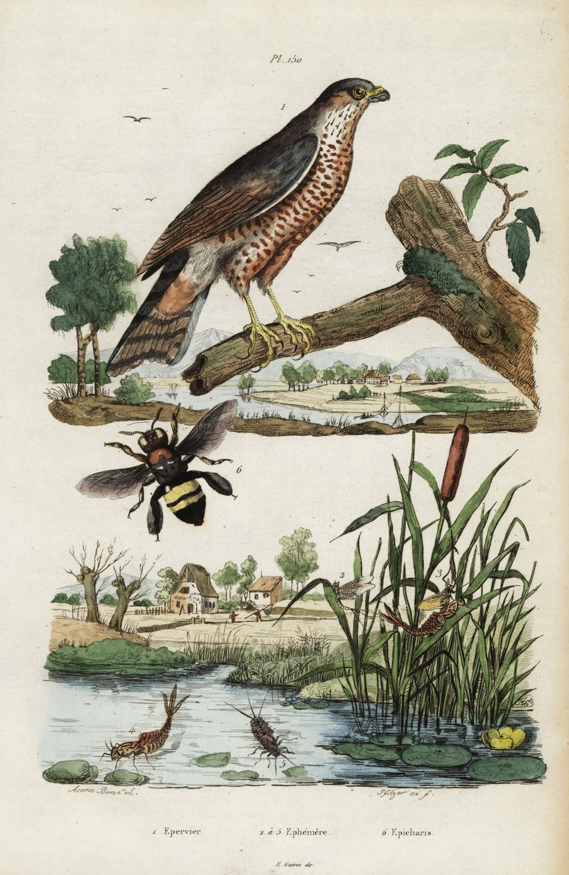 Spurvehøg, majflue og bi., 1834-1839 (gravering) af Jacques Reyne Isidore Acarie Baron