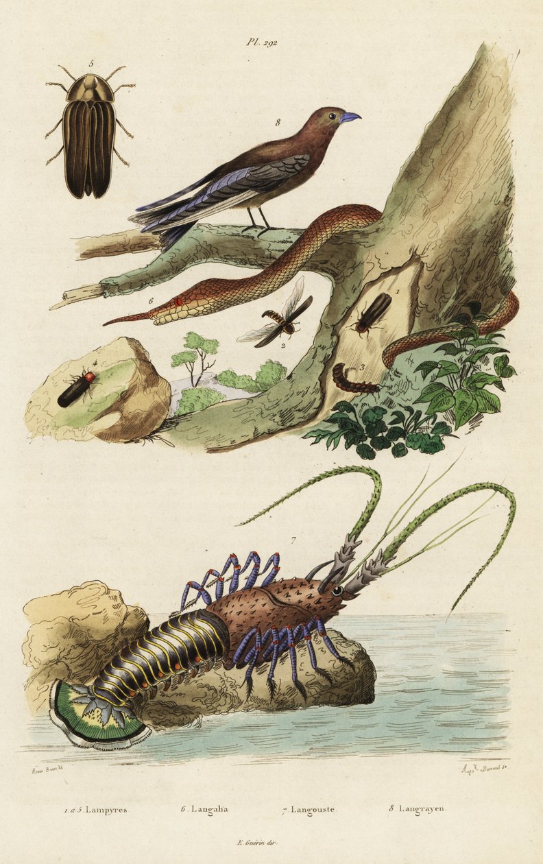 Jomfruhummer, skovsvale, ildflue og bladnæseslange. af Jacques Reyne Isidore Acarie Baron