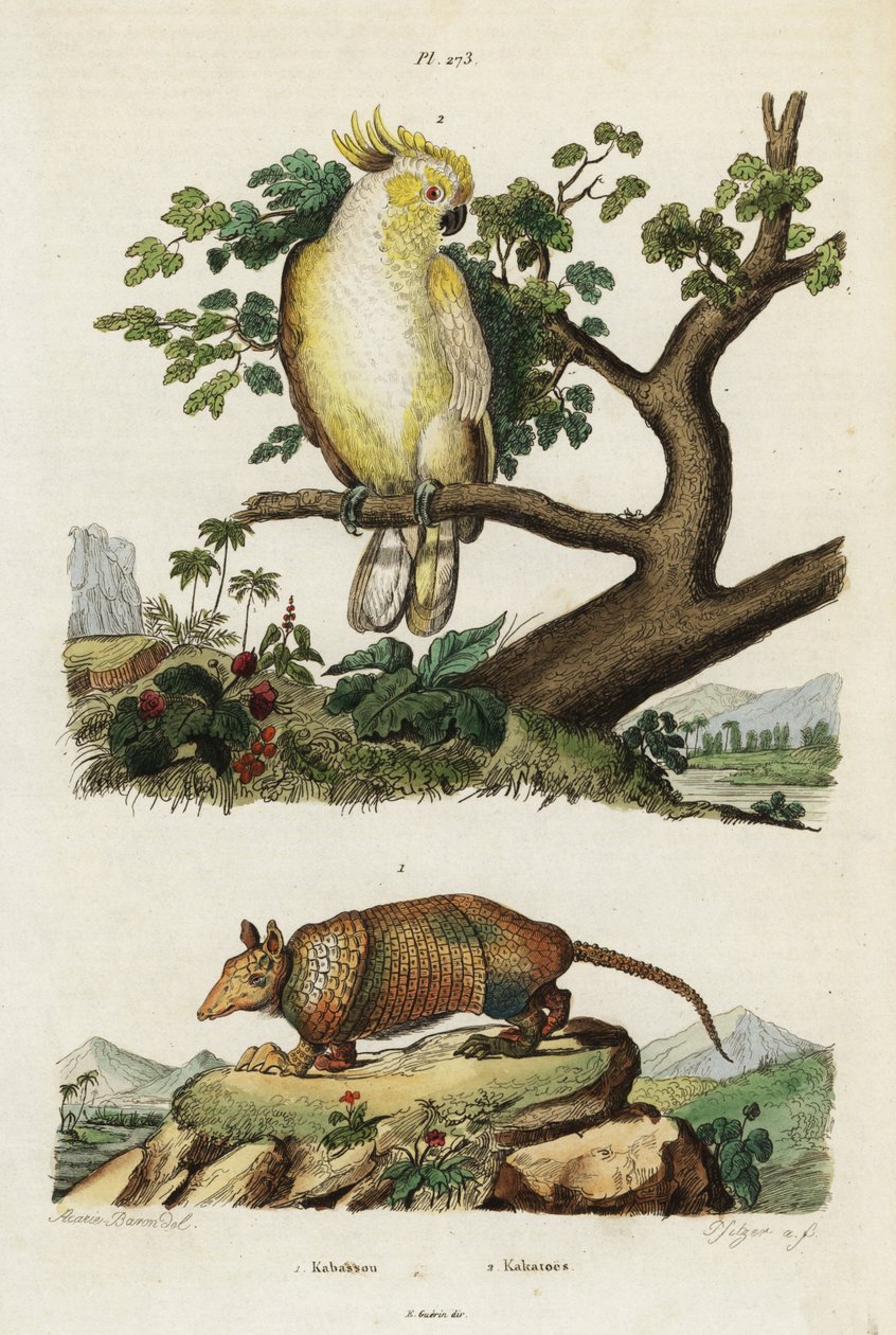 Gul-kakadue og bæltedyr. af Jacques Reyne Isidore Acarie Baron