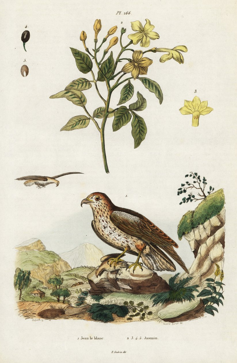 Gul jasmin og korttået slangeørn. af Jacques Reyne Isidore Acarie Baron