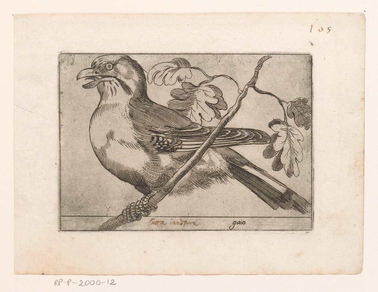 Gaai Gaio (titel på objekt) Vogels (serietitel) af Jacques de Fornazeris (possibly)