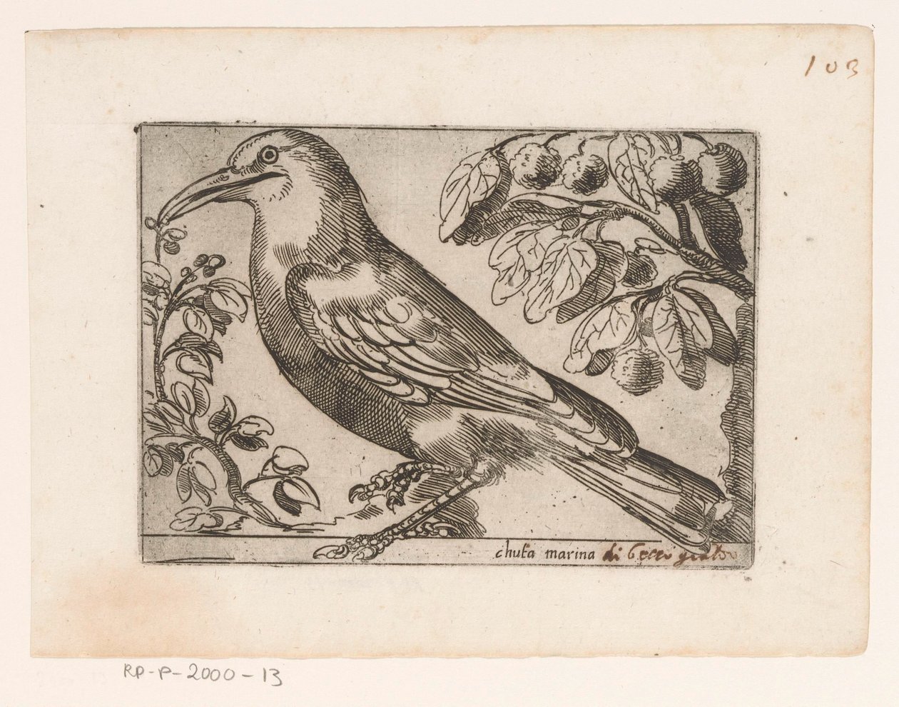 Vogel Chuta marina (titel på objekt) Vogels (serietitel) af Jacques de Fornazeris (possibly)