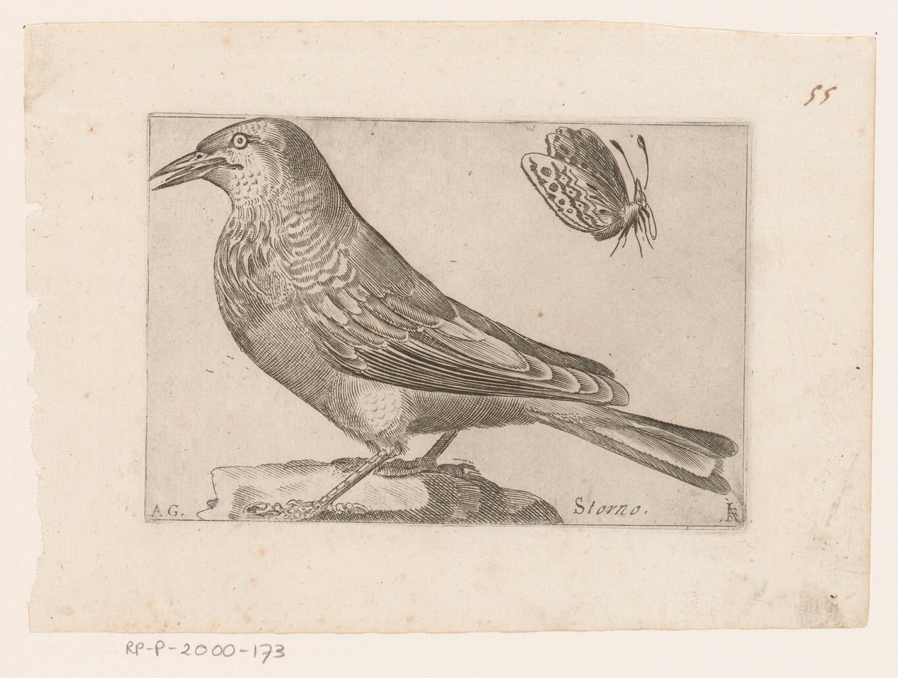 Stær (Sturnus vulgaris) Storno (titel på objekt) Fugle (serietitel) af Jacques de Fornazeris