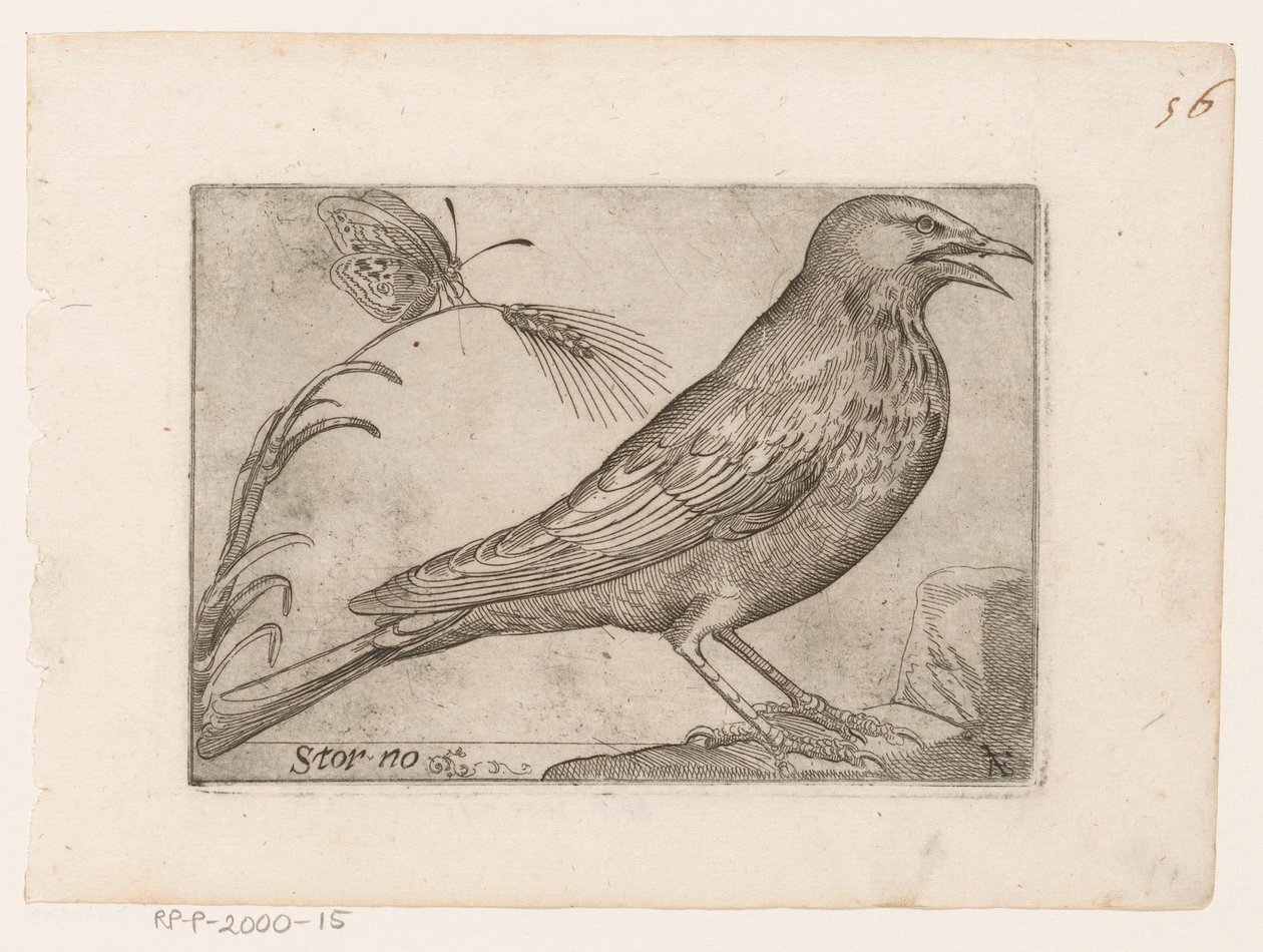Stær (Sturnus vulgaris) Storno (titel på objekt) Fugle (serietitel) af Jacques de Fornazeris