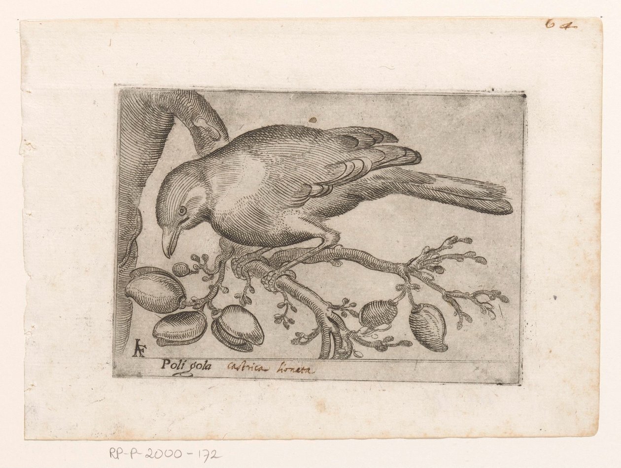 Vogel Poli gola (titel på objekt) Vogels (serietitel) af Jacques de Fornazeris