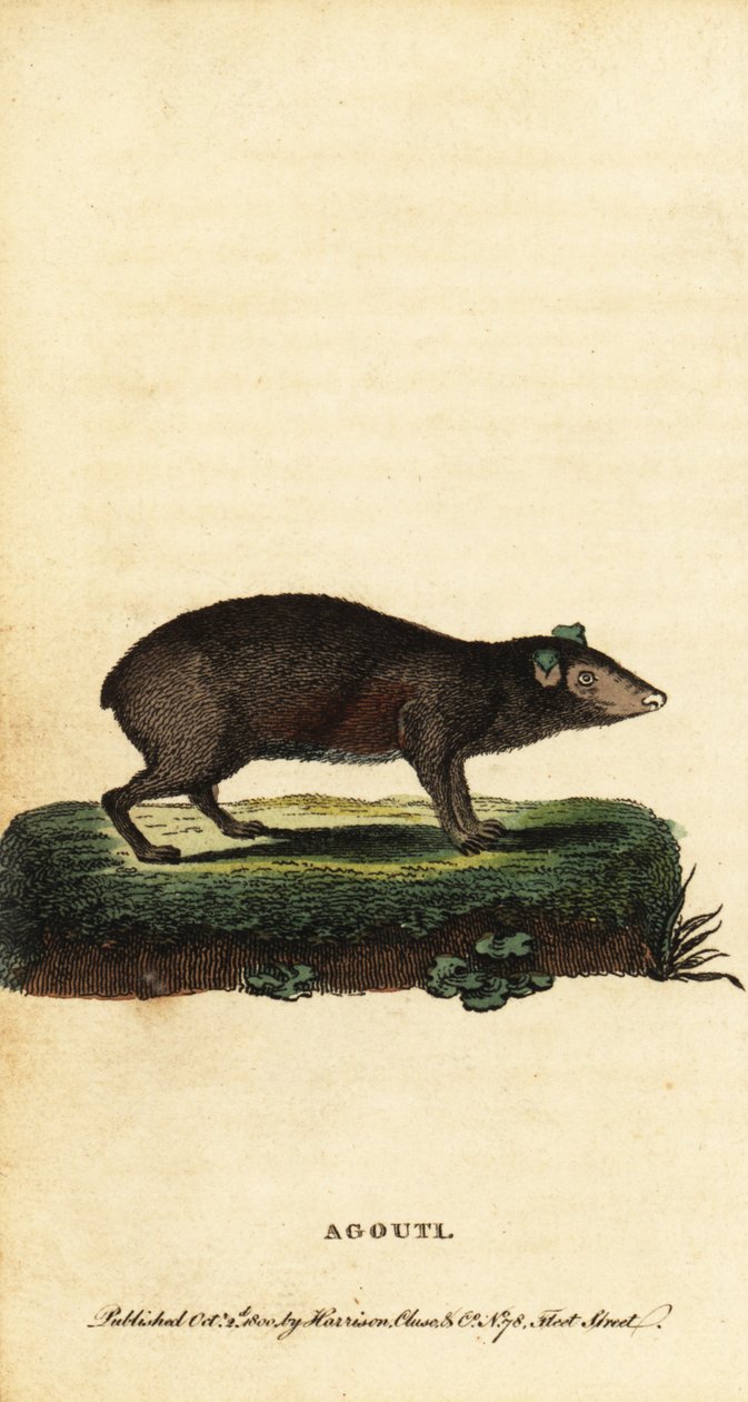 Agouti, Dasyprocta-art. ,1800 (gravering) af Jacques de Seve