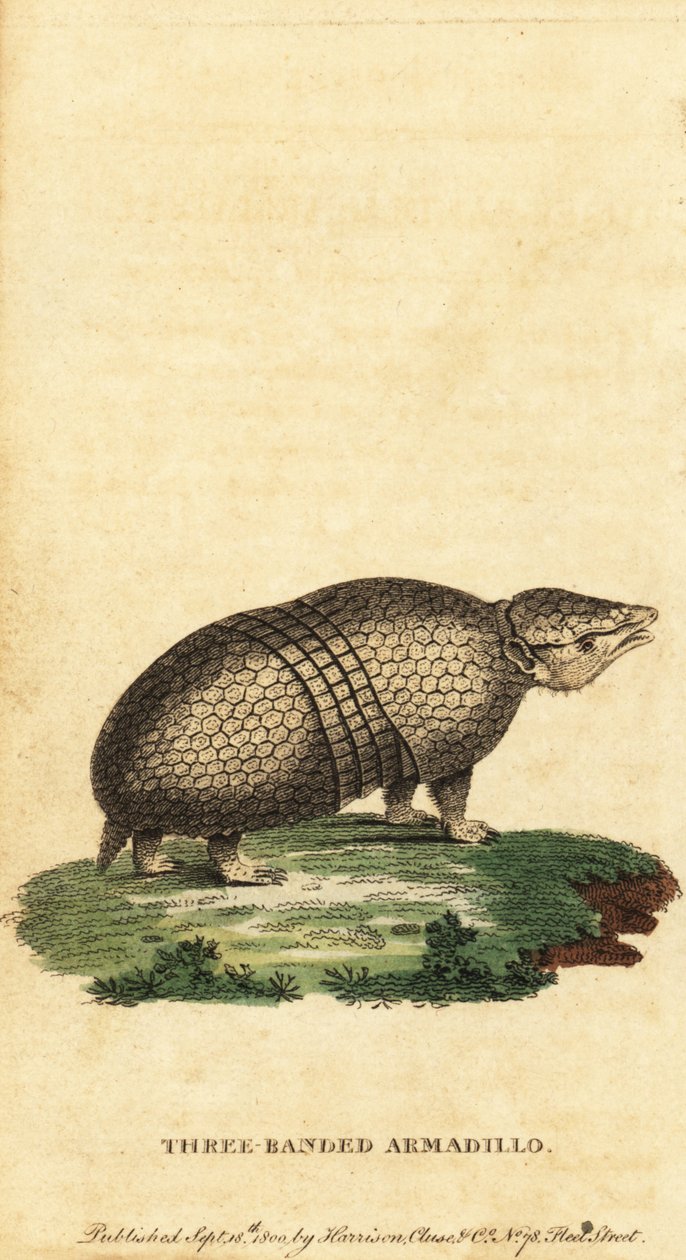 Brasiliansk trebåndet bæltedyr, Tolypeutes tricinctus, 1800 (gravering) af Jacques de Seve