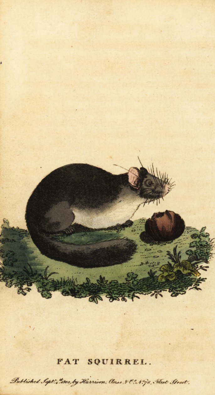 Spiselig dormouse eller fed dormouse, Glis glis.,1800 (gravering) af Jacques de Seve