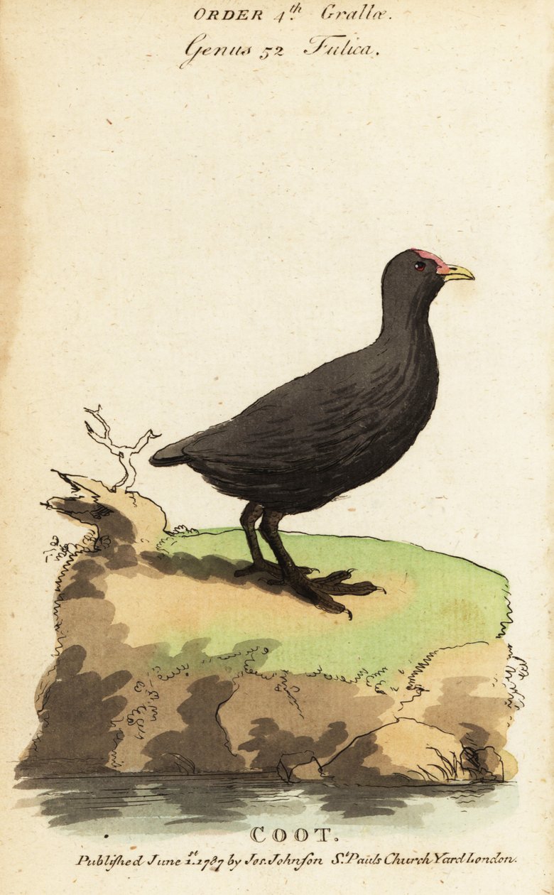 Hønehøne, Fulica atra af Jacques de Seve