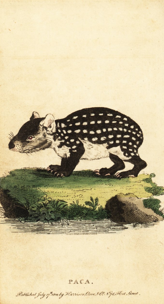 Lowland paca eller plettet paca, Cuniculus paca., 1800 (gravering) af Jacques de Seve