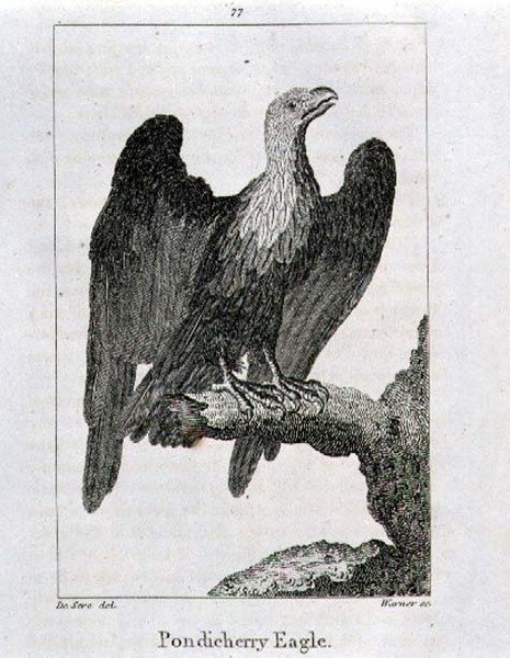 Pondicherry Eagle, fra "History of the Earth and Animated Nature", af Oliver Goldsmith, udgivet i London af Jacques de Seve