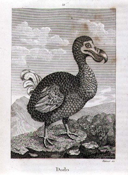 The Dodo, fra 