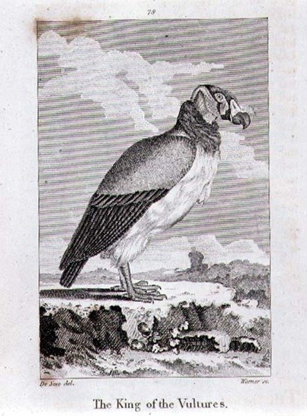 The King of The Vultures, fra 