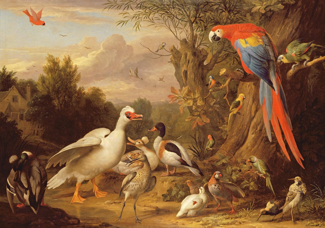 En ara, ænder, papegøjer og andre fugle i et landskab, ca. 1708-10 af Jakob Bogdani or Bogdany