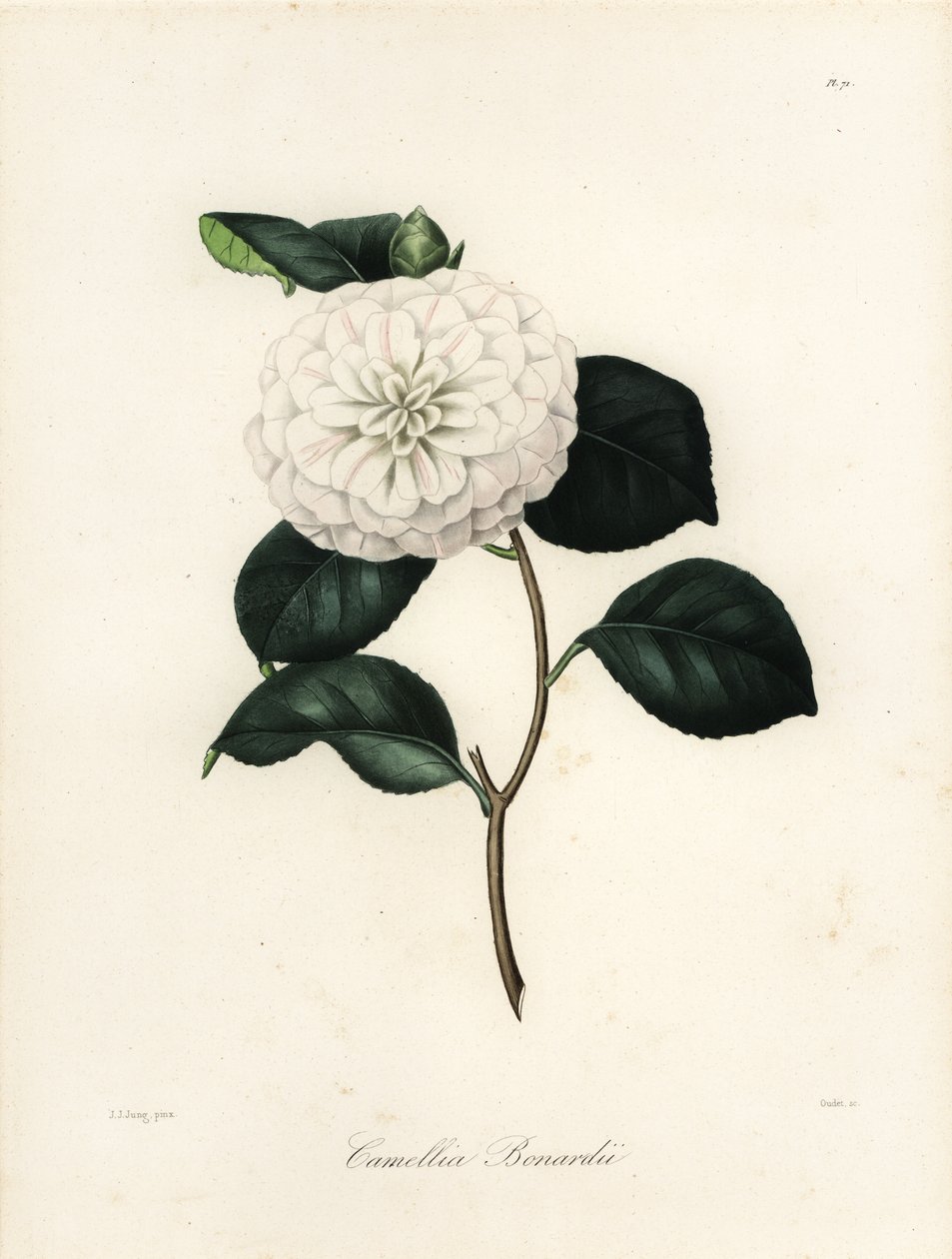 Sorten Camellia japonica, Camellia bonardii eller Camellia bonnardii af Jakob (after) Jung