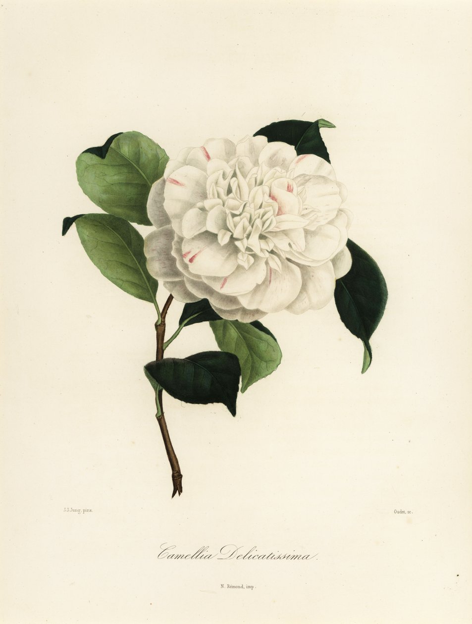 Camellia japonica sort, camellia meget delikat af Jakob (after) Jung