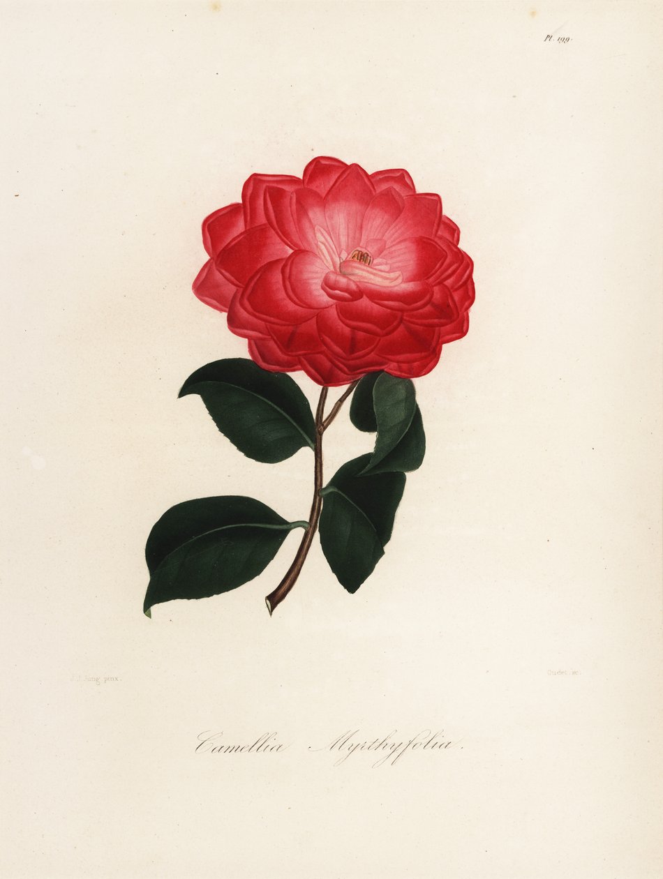 Sorten Camellia japonica, Camellia myrthyfolia af Jakob (after) Jung