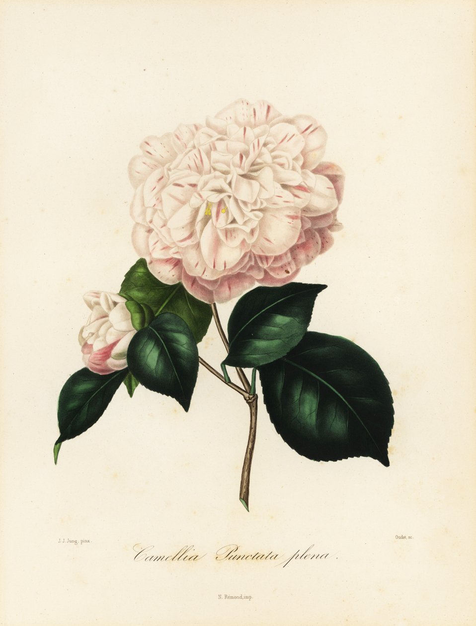Sorten Camellia japonica, Camellia punctata plena af Jakob (after) Jung