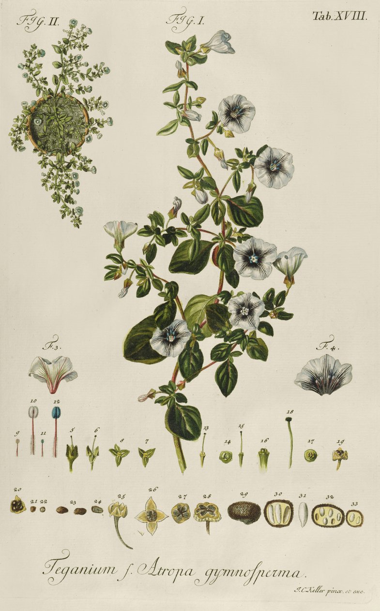 Convolvulus: Teganius f. Atropa gymnosperma fra "Rare Plants" af Jakob Christoph Keller