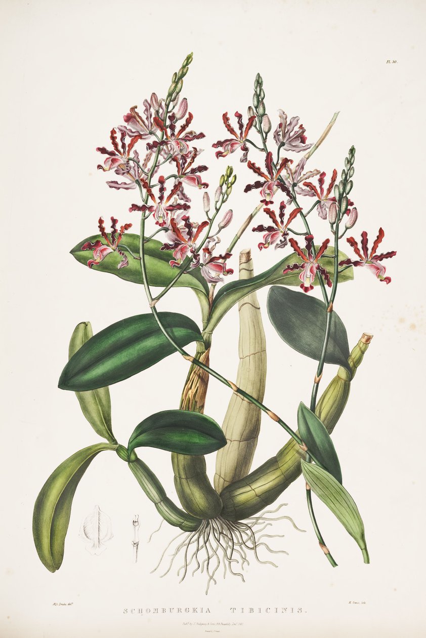 Illustration af Myrmecophila tibicinas som syn. Schomburgkia flutis af James Bateman
