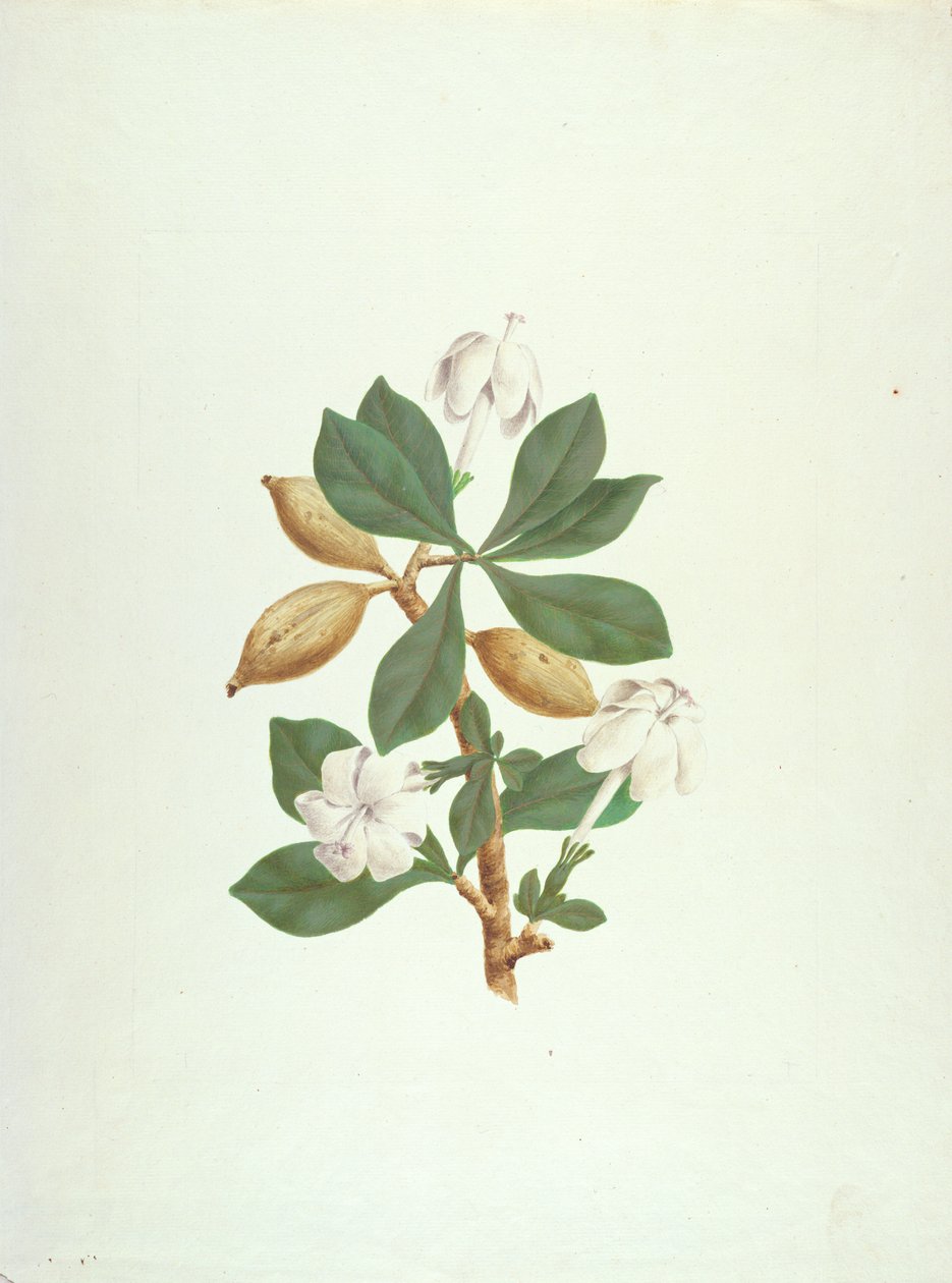 Aquariti (blade, blomster og frugt) (gouache over grafit på papir) af James Bruce