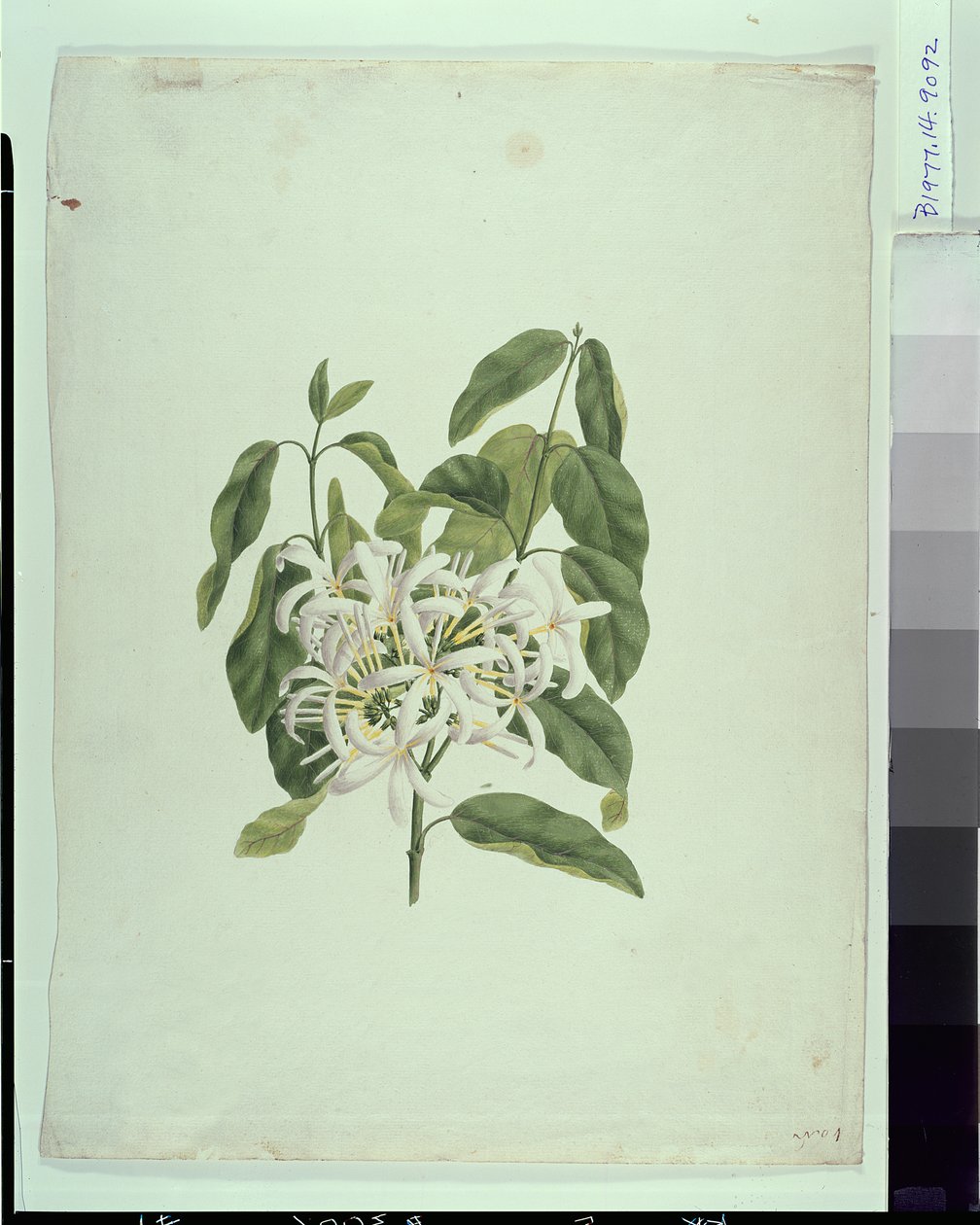 Taberne Montana (blade og blomster) (gouache over grafit på papir) af James Bruce