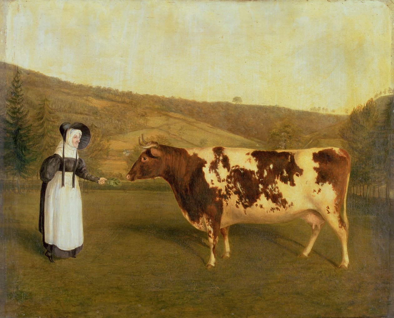 Shorthorn-ko, ca.1840-50 af James Flewitt Mullock