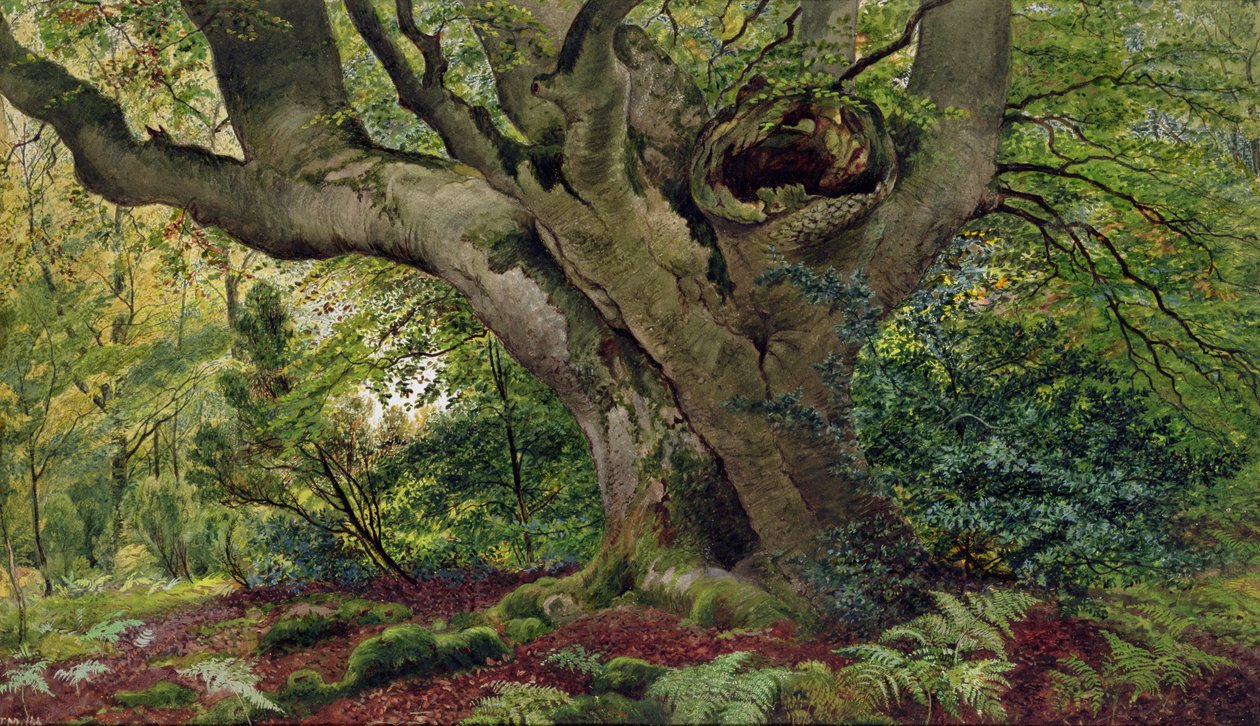Burnham Beeches (wc) af James Matthews