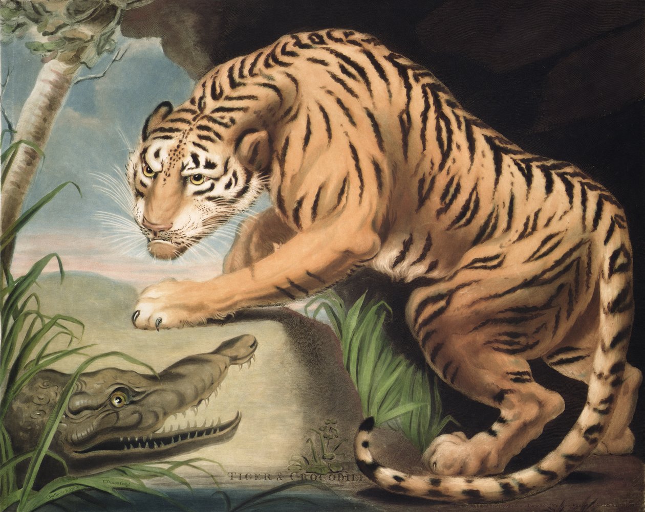 Tiger og krokodille, indgraveret af Charles Turner (1773-1857), pub. af James Daniell und Co., 1799 (mezzotintgravering) af James Northcote