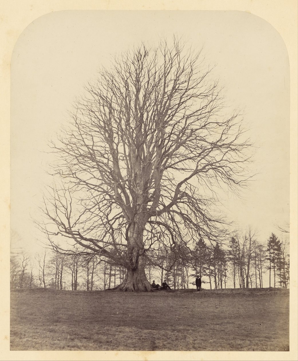 Stor bøg på Manor Hill af James Sinclair