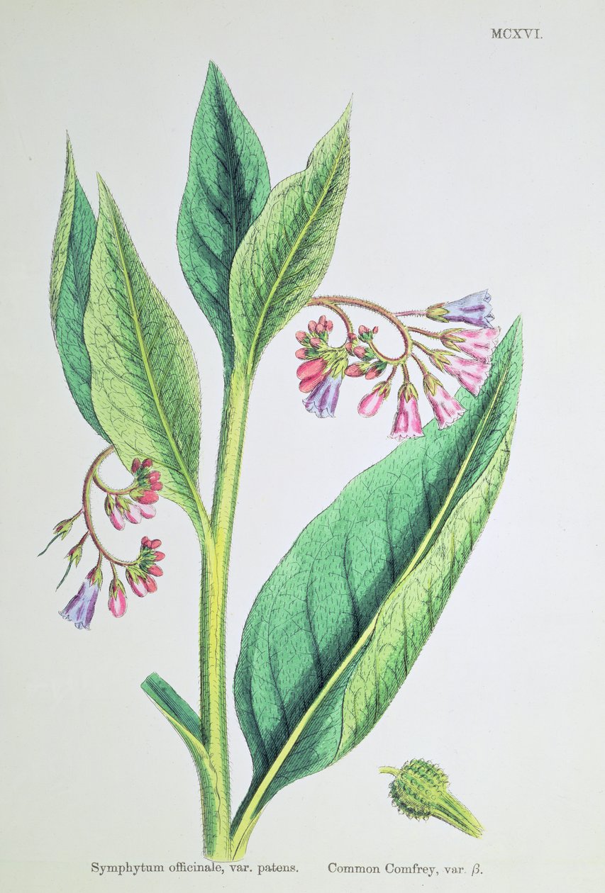 Almindelig Comfrey, plade MCXVI, c.1800 af James Sowerby