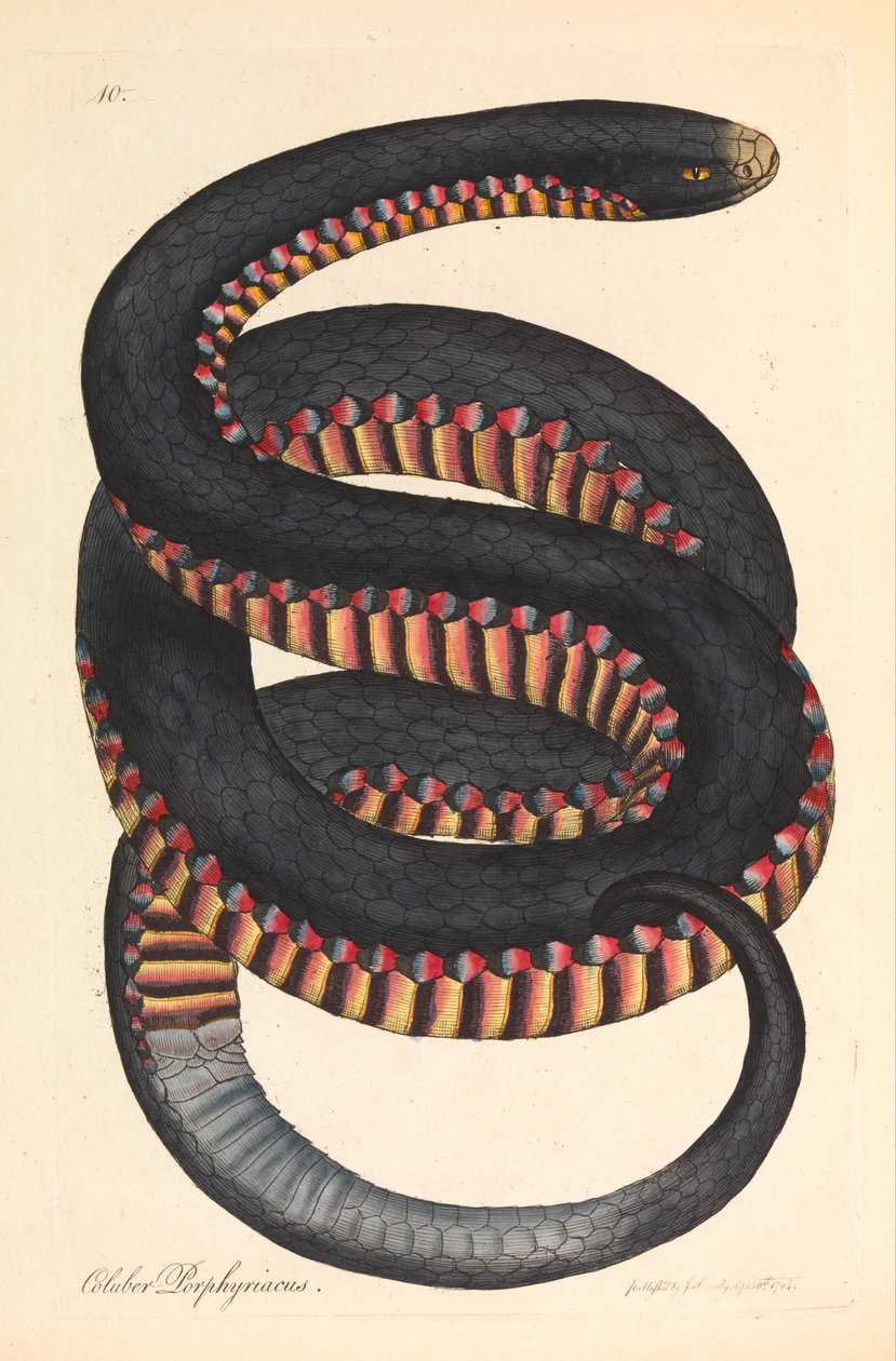 Crimson-sidet slange, Coluber porphyriacus af James Sowerby