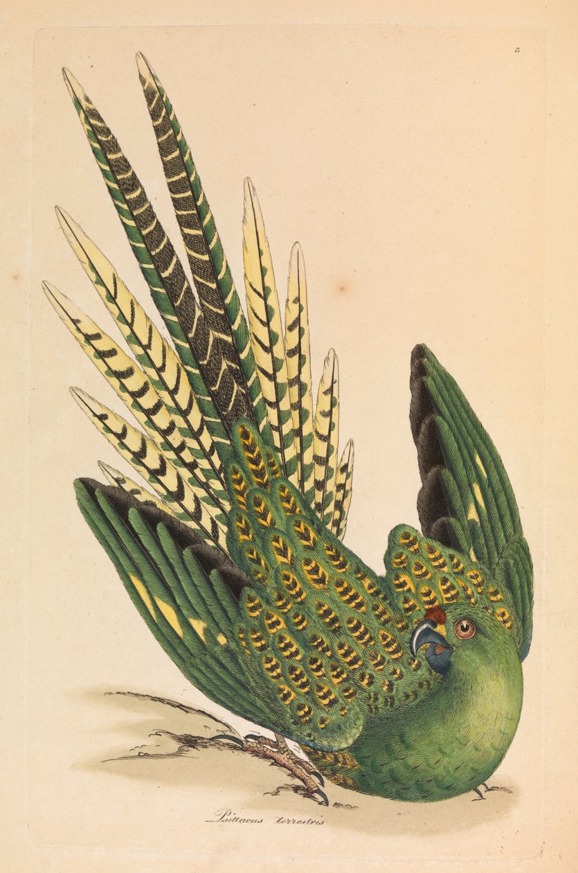 Jordpapegøje, Psittacus terrestris af James Sowerby