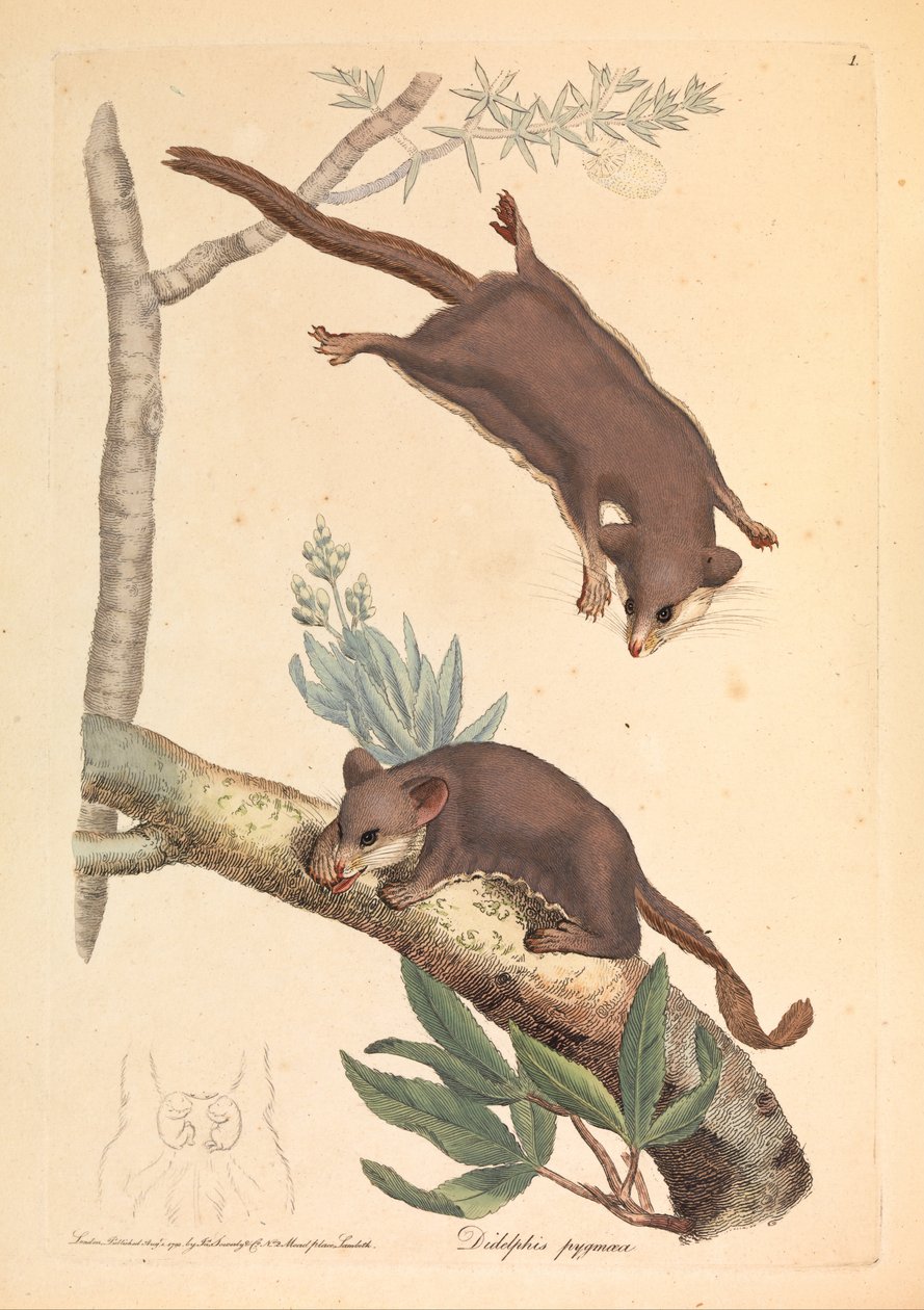 Pygmy Opossum, Didelphis pygmaeus af James Sowerby